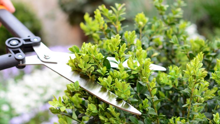A close up image showing a pair of silver gardening shears, cutting a hedge back.